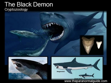 What is The Black Demon Shark of Cortez? : r/Cryptozoology